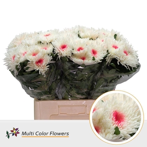 Chrysanthemum PL   ...colored H%
