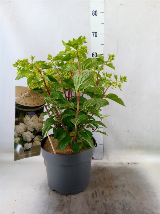 <h4>Hydrangea pan.</h4>