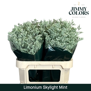 Limonium Skylight L80 Mint