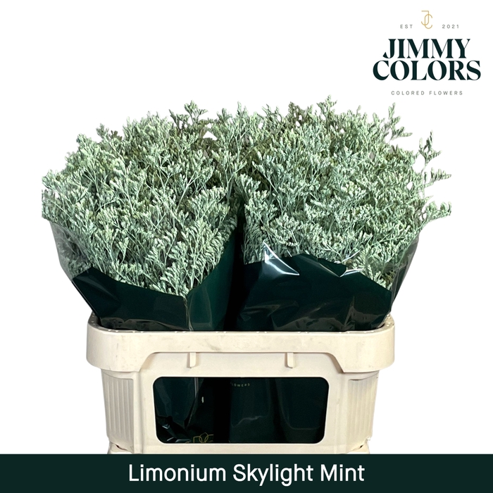 <h4>Limonium Skylight L80 Mint</h4>