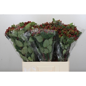 Hypericum Magical Seasons