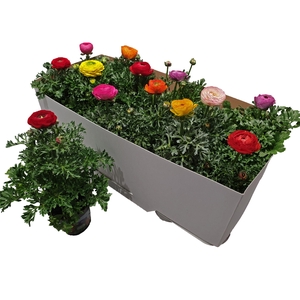 Ranonkel sprinkles mix