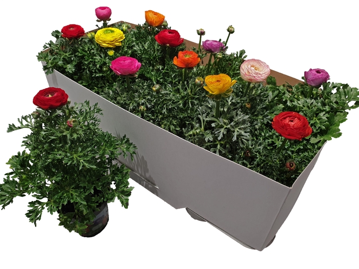 <h4>Ranonkel sprinkles mix</h4>