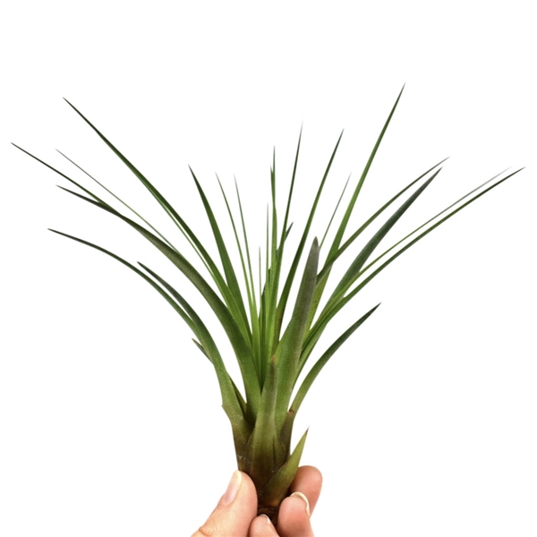 <h4>tillandsia melanocrater</h4>