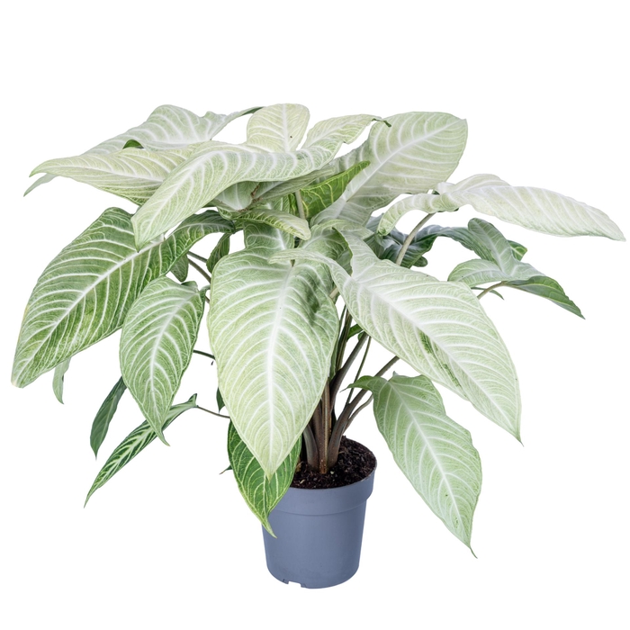 <h4>Xanthosoma Lindenii Mint 19cm</h4>