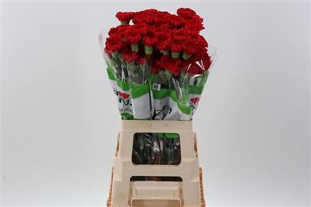 <h4>DI ST RED SOHO</h4>