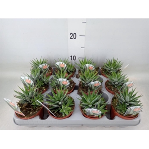 Haworthia fasciata 'Big Band'