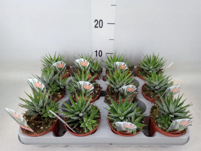 <h4>Haworthia fasciata 'Big Band'</h4>