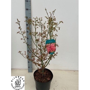 ACER PA JER SCHWARTZ