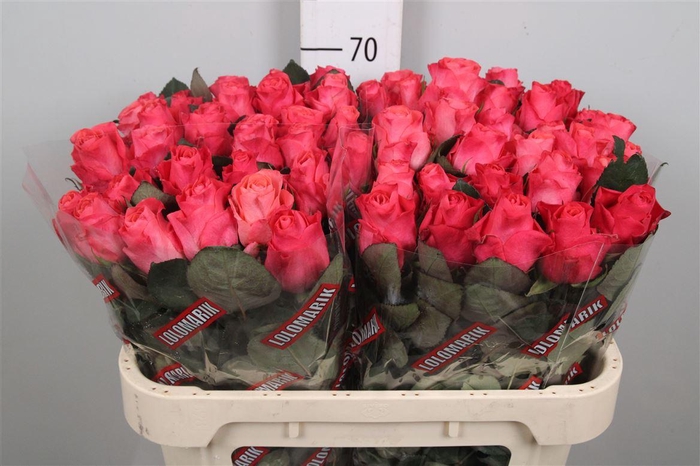 <h4>R Gr Pink Tacazzi+</h4>