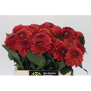 Dahlia Orange Fox