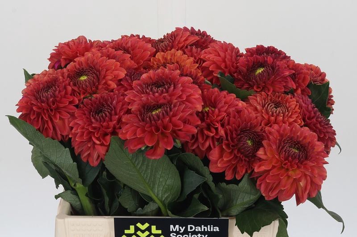 <h4>Dahlia Orange Fox</h4>