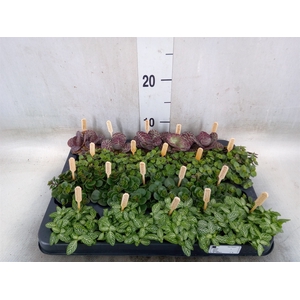 Planten  ..mix
