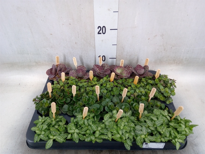 <h4>Planten  ..mix</h4>