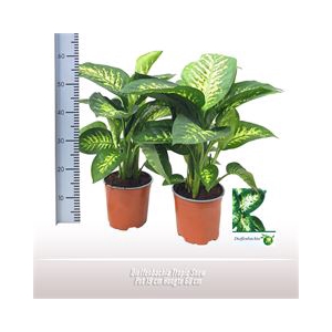 Dieffenbachia Tropic Snow