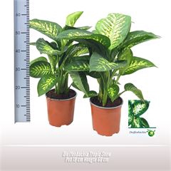 Dieffenbachia Tropic Snow