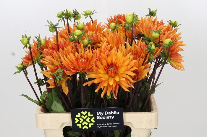 <h4>Dahlia ludwig Helfort</h4>