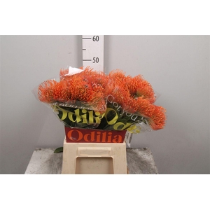 Leuco Ayoba Mandarin Zest