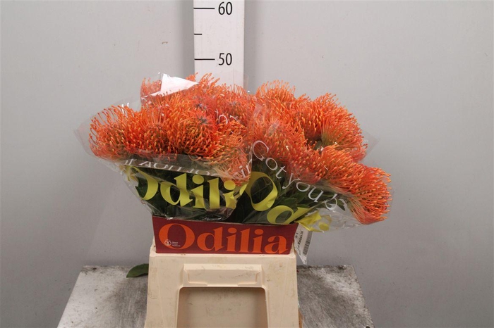 <h4>Leuco Ayoba Mandarin Zest</h4>