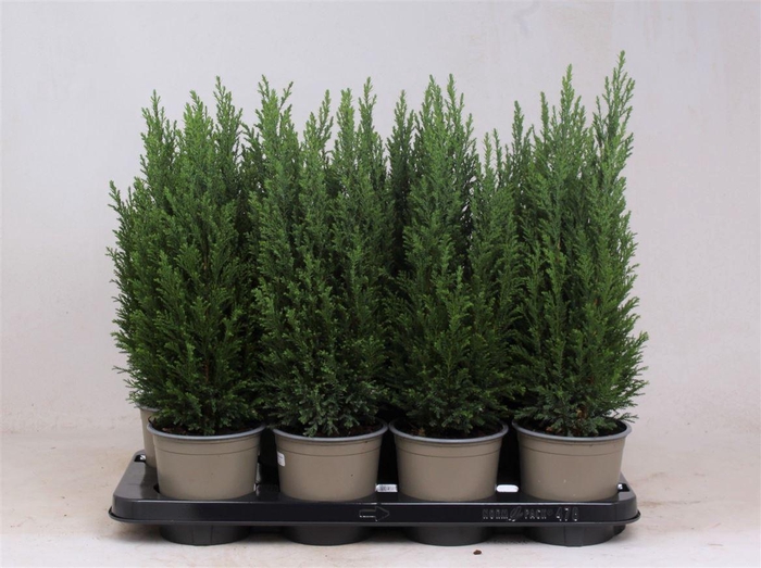 <h4>Cham Law Ellwoodii</h4>