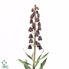 FRIT PERSICA