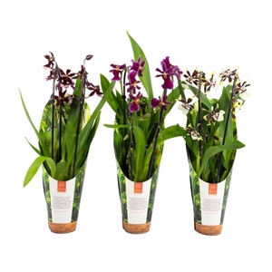 Inca Cambria mix Duo Cascade 9cm luxury jungle cover