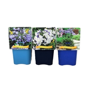 Agapanthus Mix Laag C5