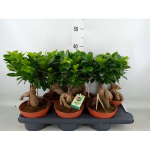 Ficus microcarpa 'Ginseng'