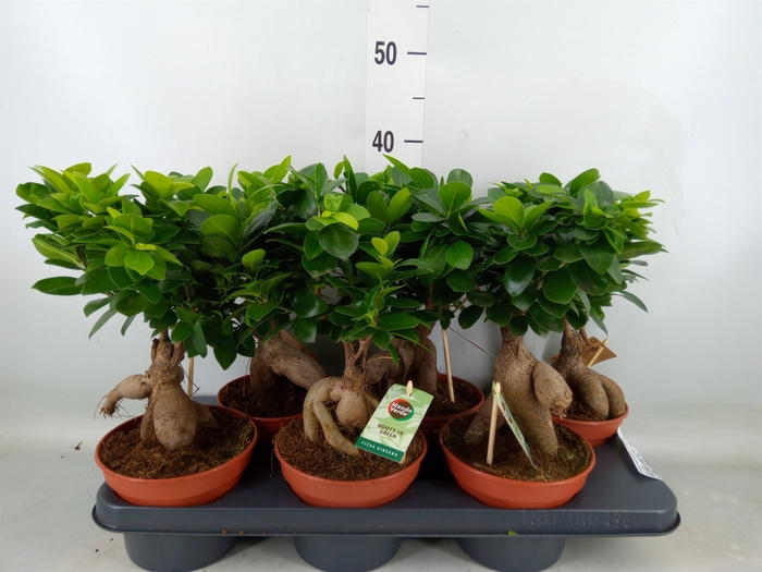 <h4>Ficus microcarpa 'Ginseng'</h4>
