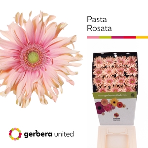GERBERA PASTA ROSATA