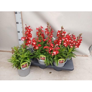 PENST TUB BELLS RED
