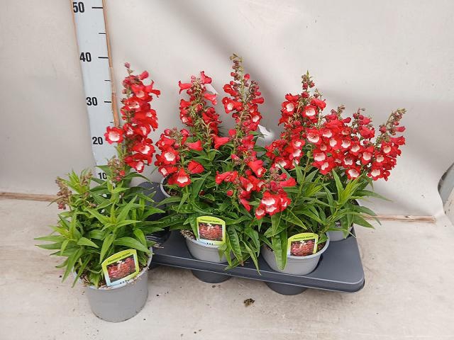 <h4>PENST TUB BELLS RED</h4>