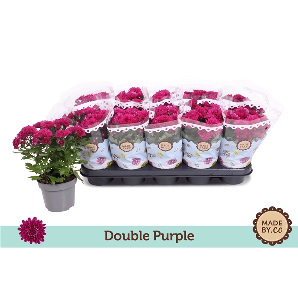 Chrysant Double Purple