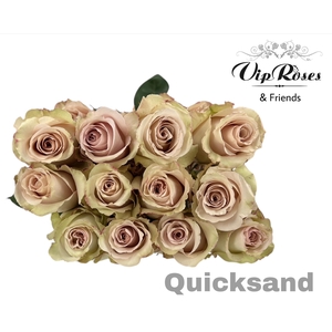 R Gr Quicksand (ecuador)