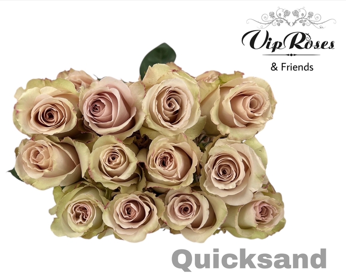 <h4>R GR QUICKSAND x 25 (ECUADOR)</h4>