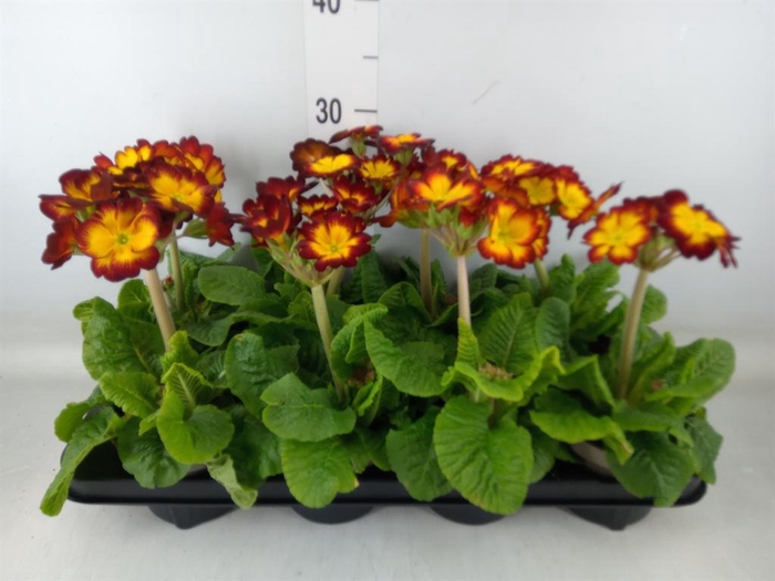 <h4>Primula elat.</h4>