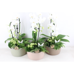 arr2 PL - Ker. schaal Nora phal. wit
