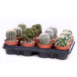 Cactus bollen mix 8,5 cm