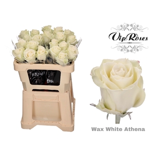 R Gr Wax White (athena)