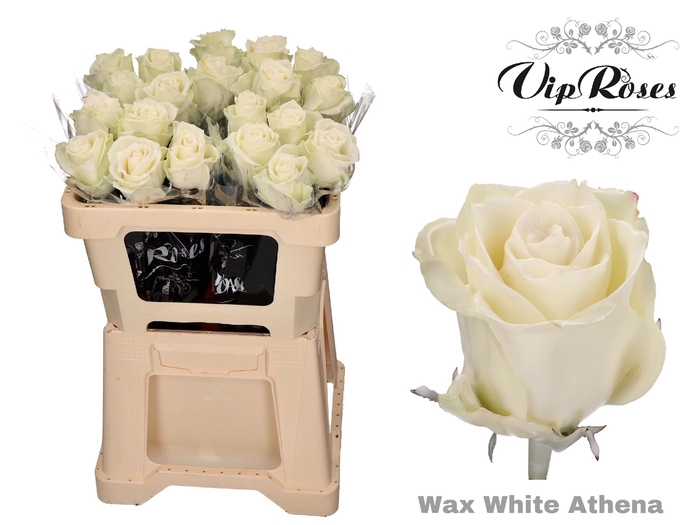 <h4>R GR WAX WHITE (ATHENA)</h4>