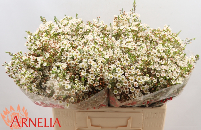 <h4>CHAMELAUCIUM 'MORNING DELIGHT'</h4>