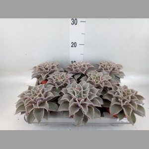 Echeveria   ...