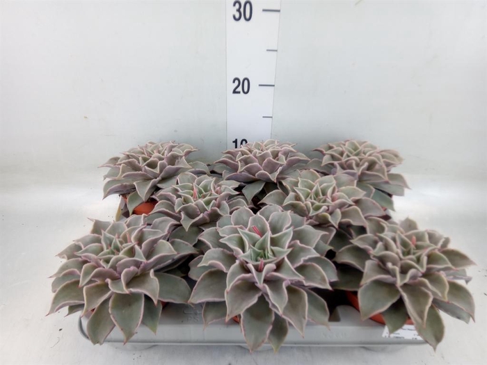 <h4>Echeveria   ...</h4>