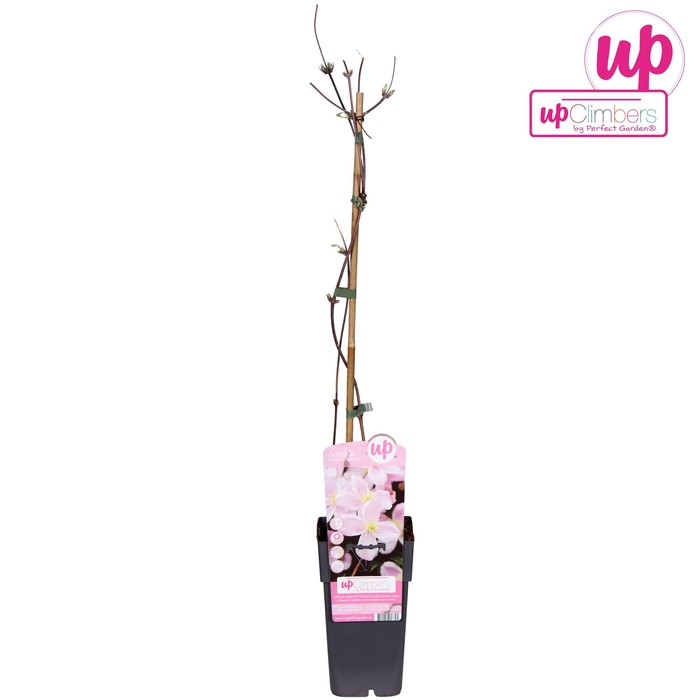 <h4>Clematis Montana Mayleen</h4>