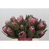 Protea Pink Ice