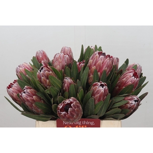 Protea Pink Ice