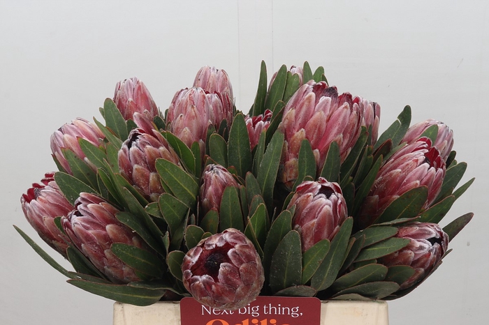 <h4>Protea Pink Ice</h4>