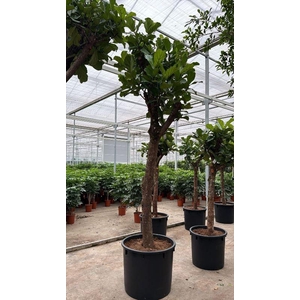 Ficus lyrata