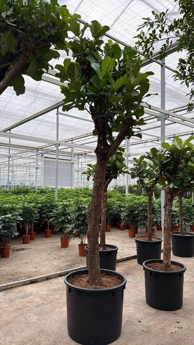 <h4>Ficus lyrata</h4>