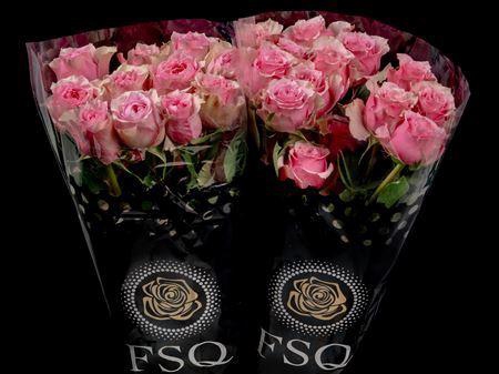 <h4>R Gr Pink Monster</h4>